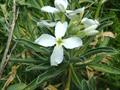 Matthiola Incana